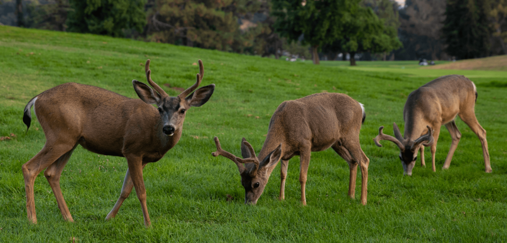 Marshall Canyon Golf Course Slider Image 5787