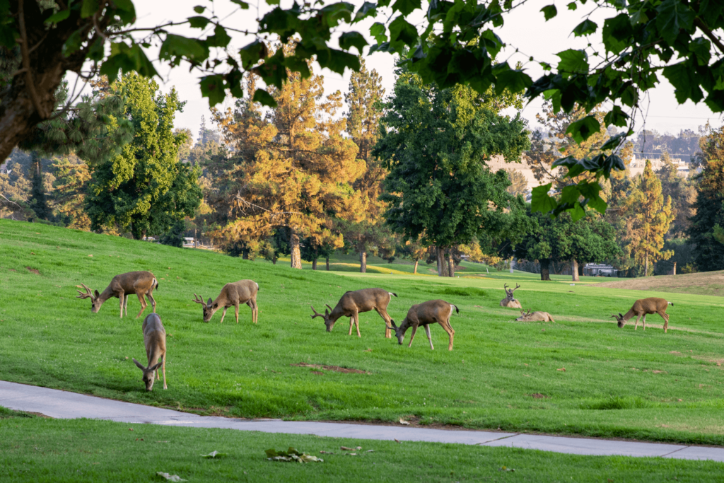 A group of deer grazing