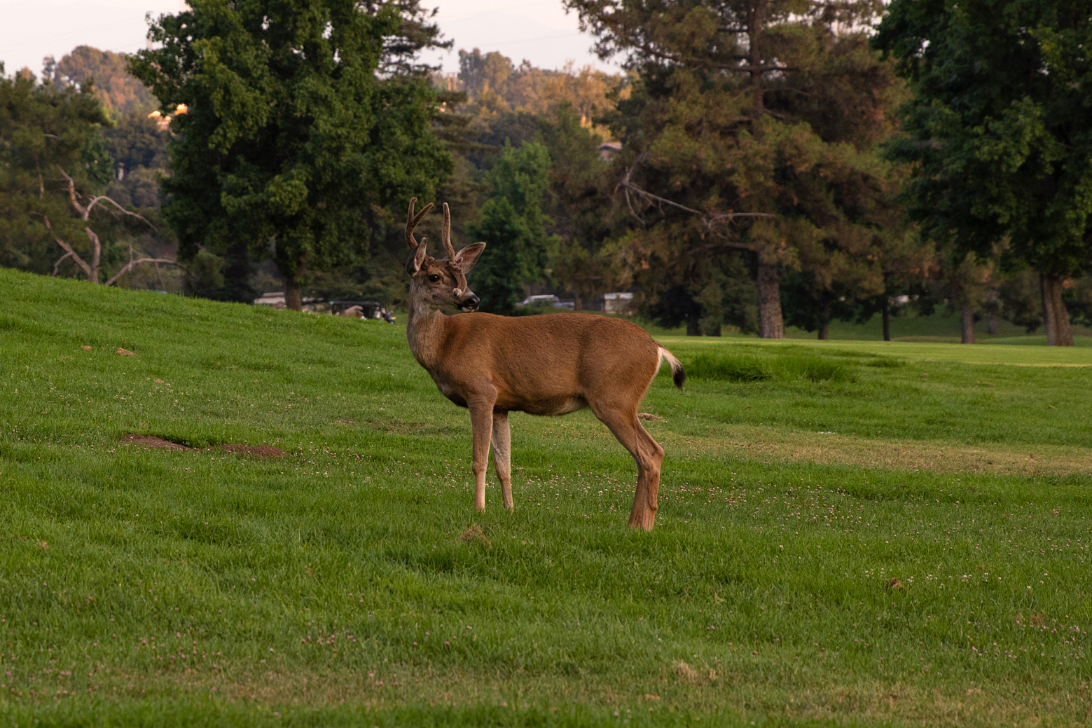 Marshall Canyon Golf Course American Golf Corporation